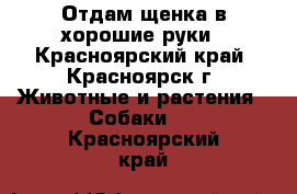 Отдам щенка в хорошие руки - Красноярский край, Красноярск г. Животные и растения » Собаки   . Красноярский край